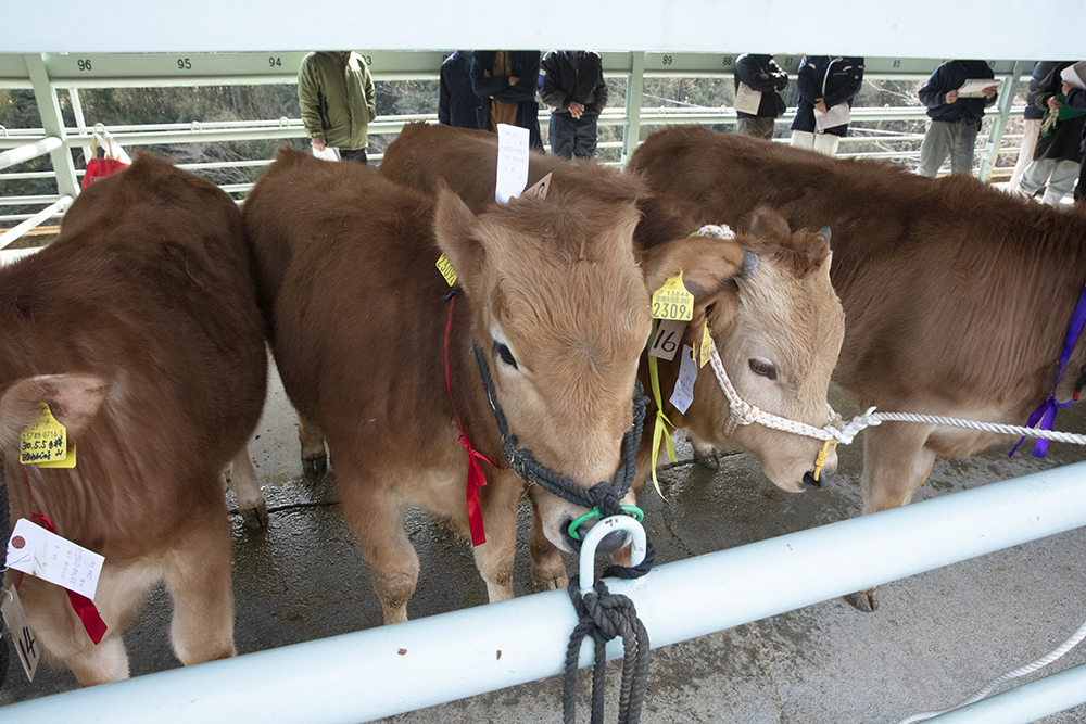 土佐龍馬チャレンジ